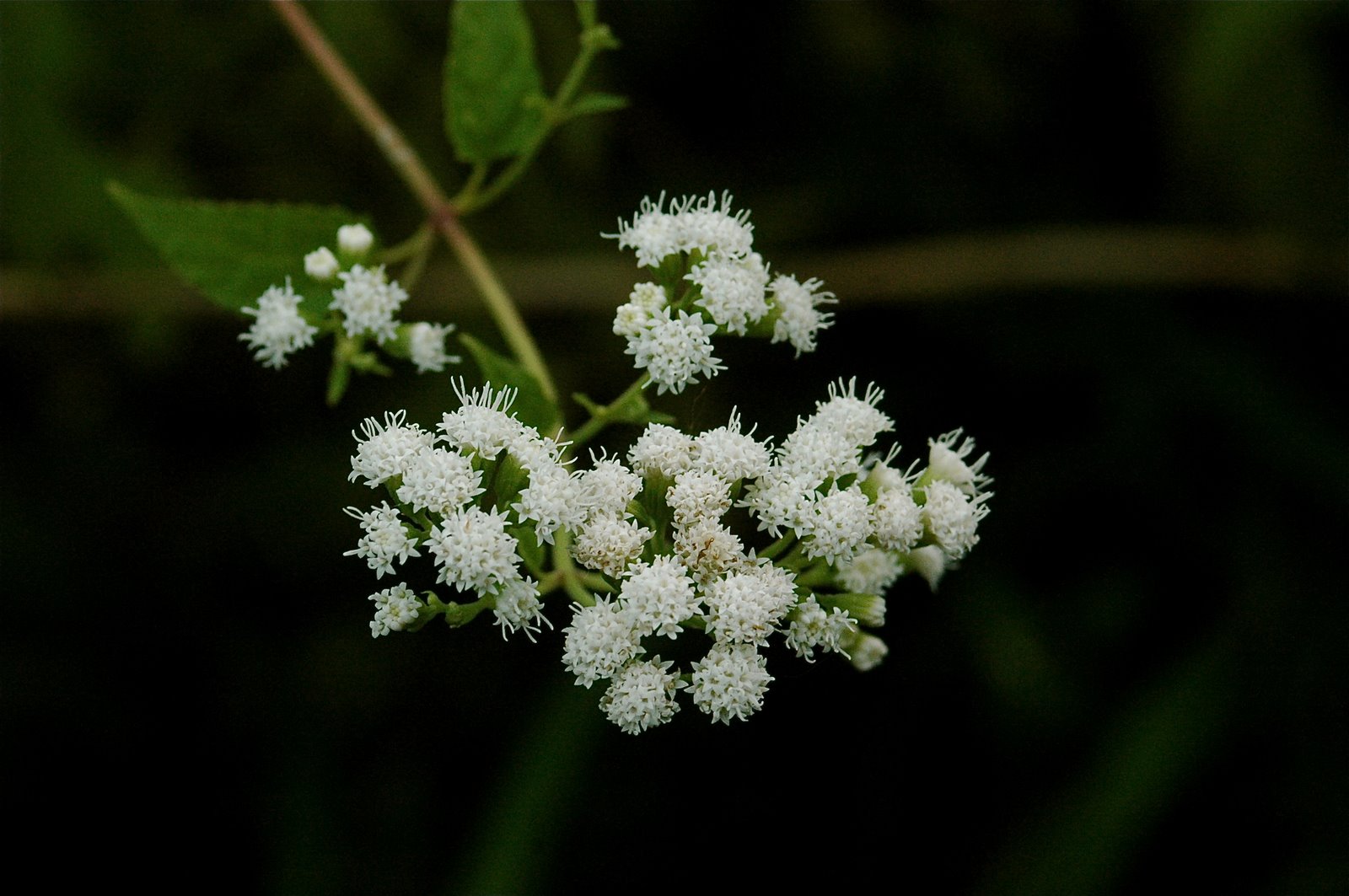 [DSC_6423.JPG]