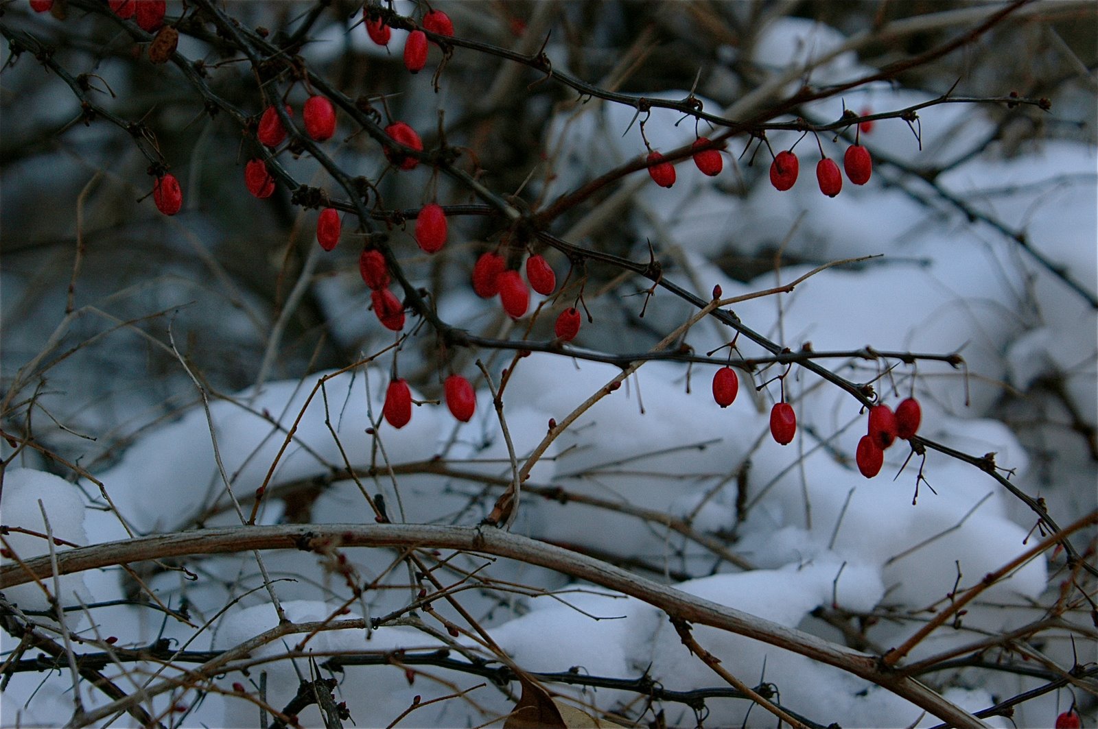 [DSC_3927.JPG]