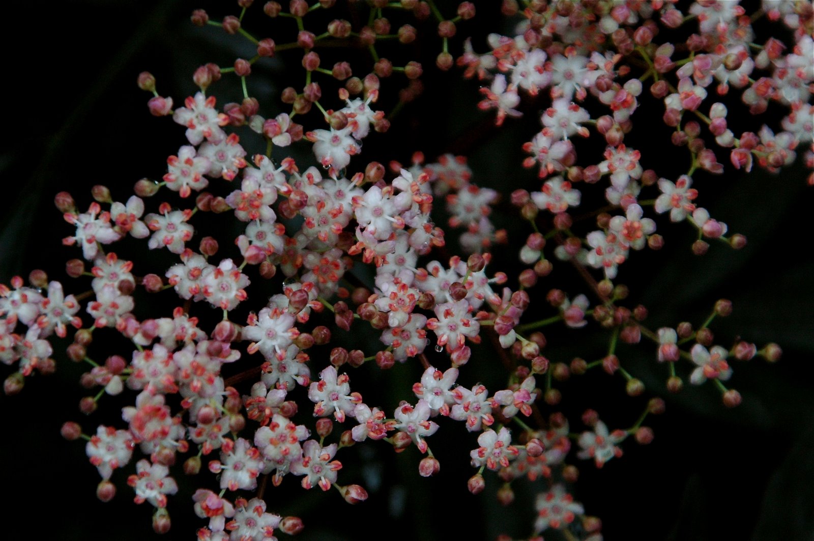 [DSC_3447.JPG]