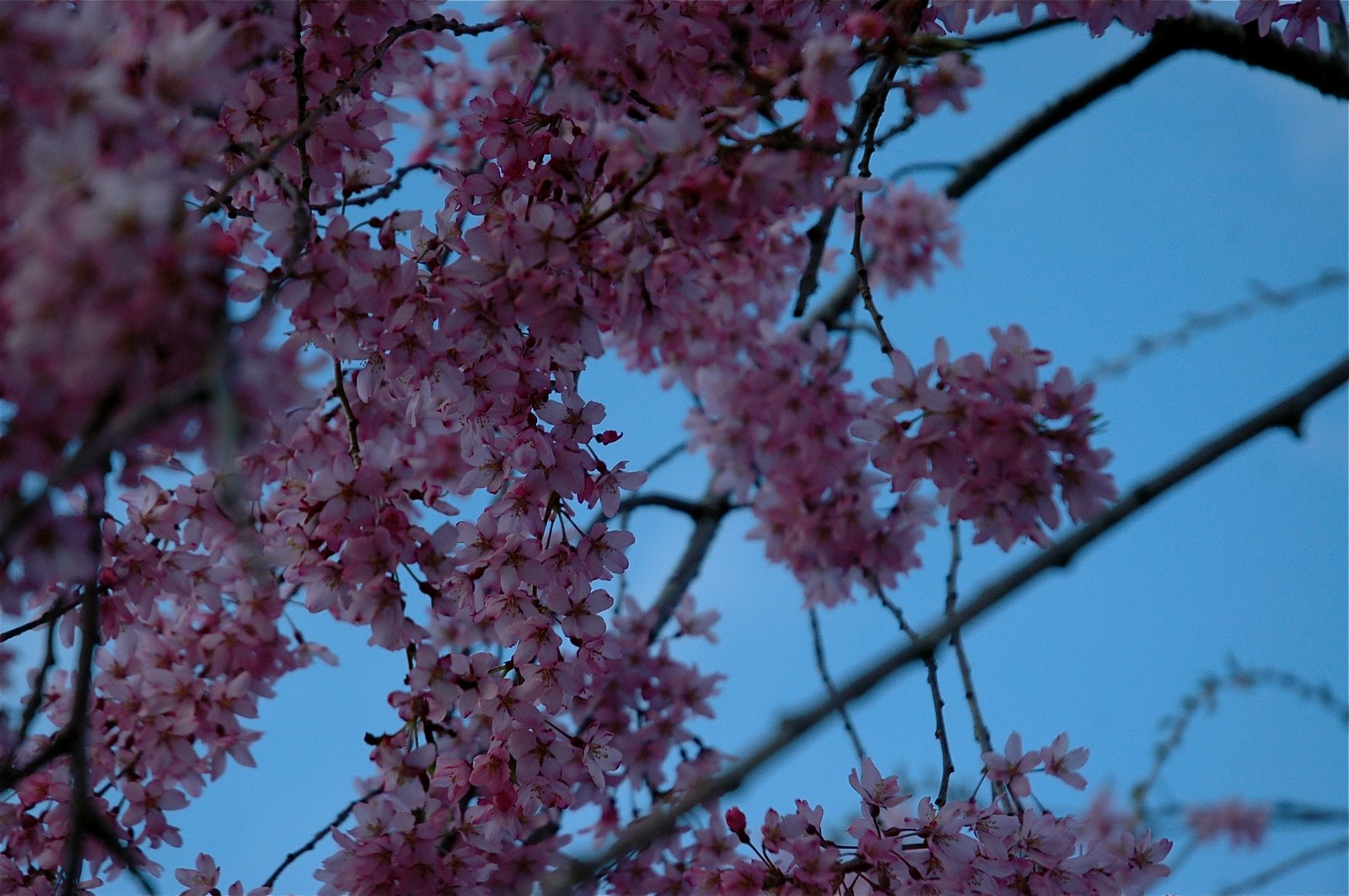 [DSC_7771.JPG]