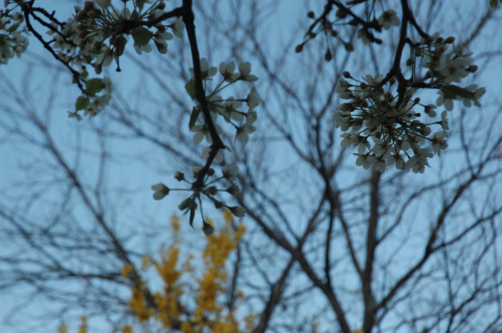 [DSC_0155.JPG]