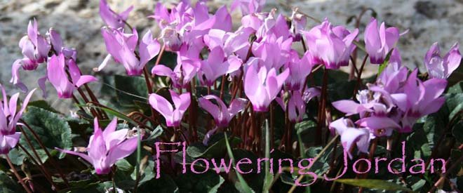 Flowering Jordan