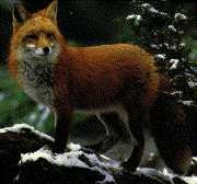 biomes: taiga animals and 4 organism food chain