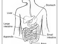 Digestive System Diagram Labeled Digestive System Diagram Labeled