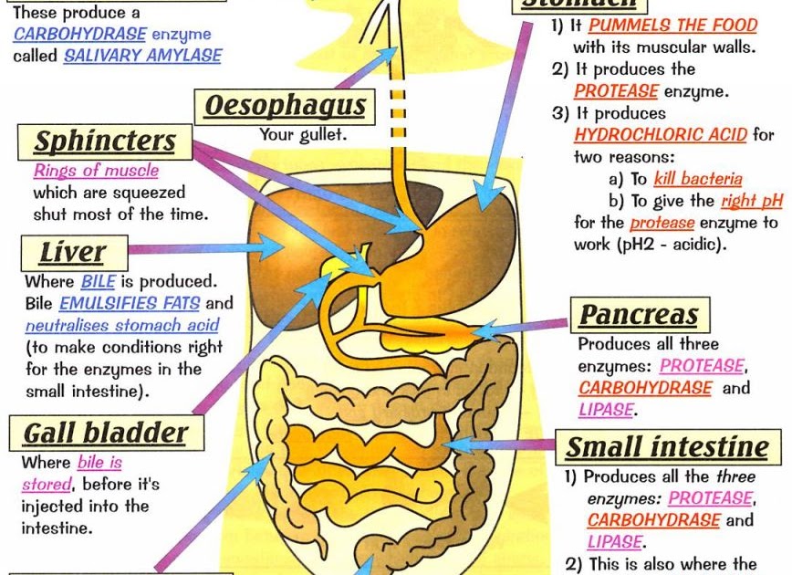 The Digestive System: The Digestive System of the Human Body