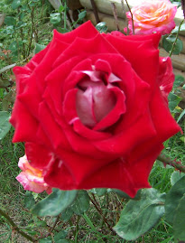 I Love Growing Roses!