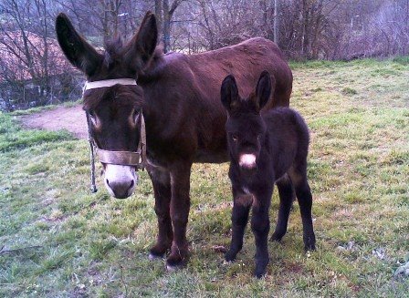 [burros+1.jpg]