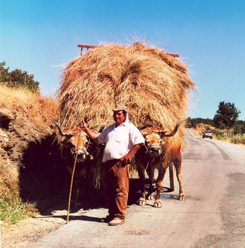 [carro+com+feno.jpeg]