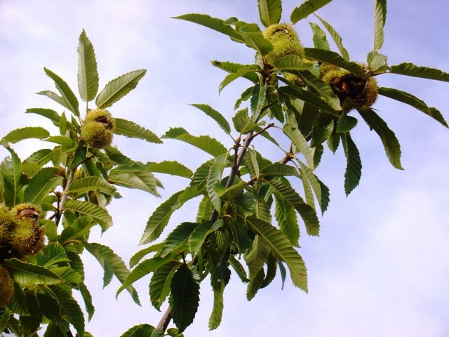 [DSC04377.JPG]