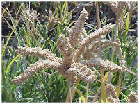 millet2.jpg