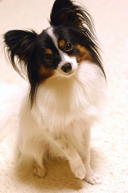 Toy+dog+breeds+pictures
