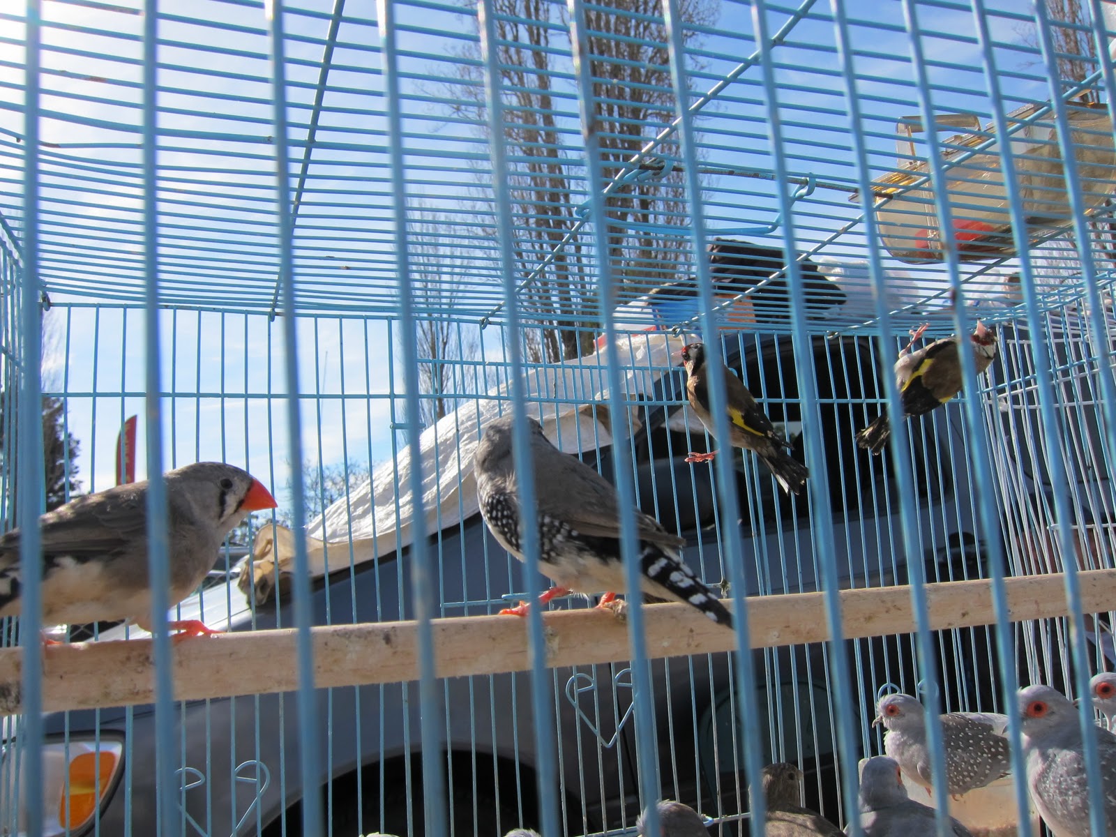 cukui Santa Cruz/Capitola, Flea Market day