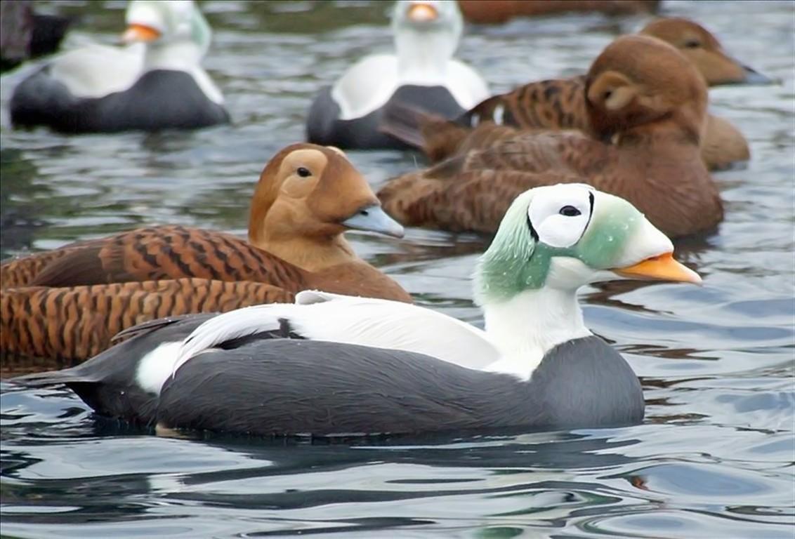 Events and Gossips Spectacled Eider
