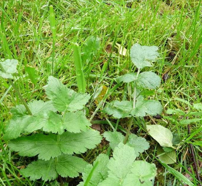 Temperance Oc Botanique Panais Urtican Panais Brulant Pestanade