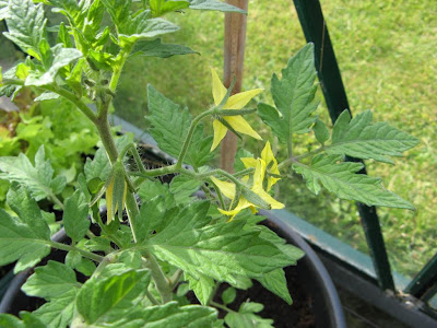 tomatoes in flower