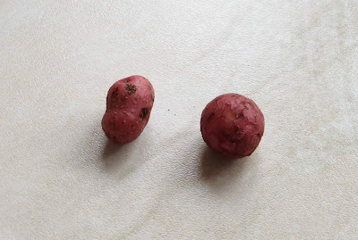 two tiny spuds