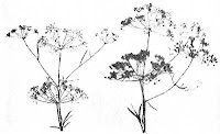 Anise