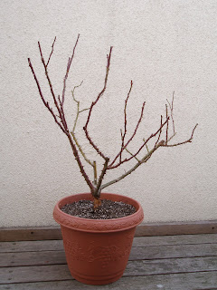 イギリス バラ日記 冬剪定 Charleston