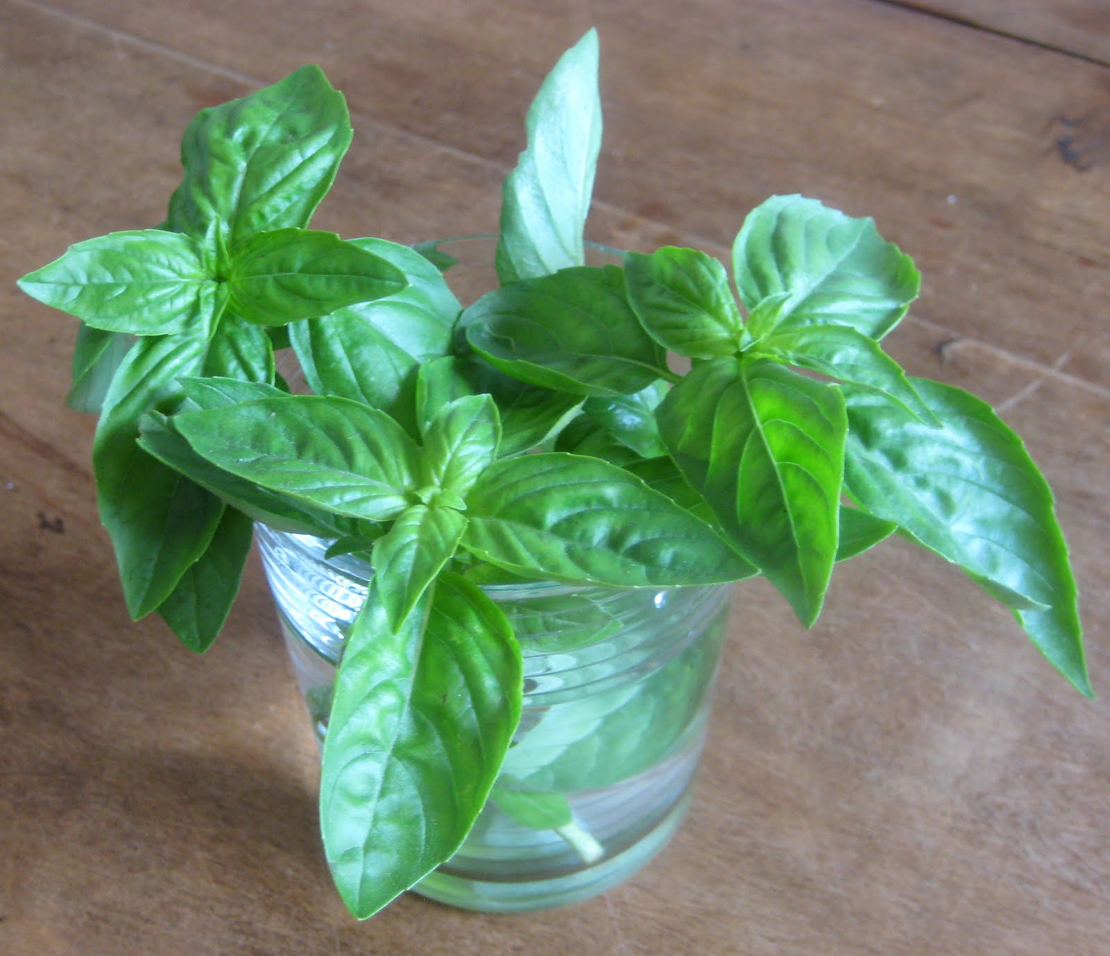 The Delicious Truth How to Store Fresh Basil