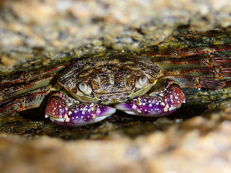 Catalogue of Organisms Getting Crabs