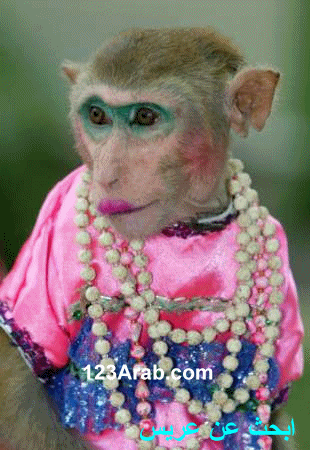 monkey12.gif