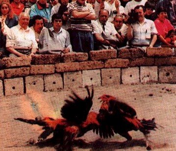 [PELEAGALLOS.jpg]
