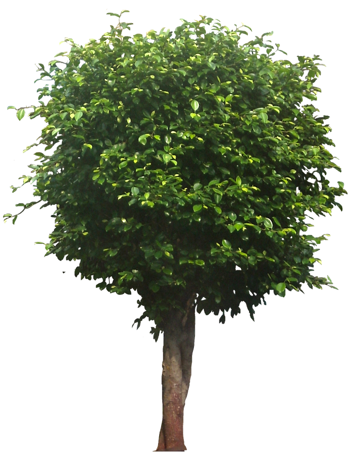 tree pix tree pix