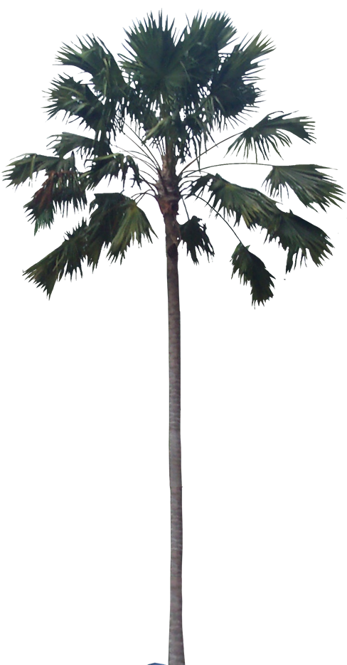Tropical Plant Pictures: Livistona rotundifolia (Footstool palm)