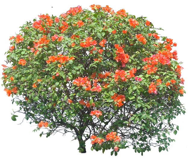 Tropical Plant Pictures Bougainvillea