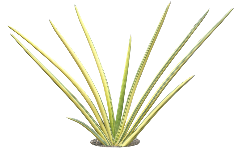 Tropical Plant Pictures Sansevieria