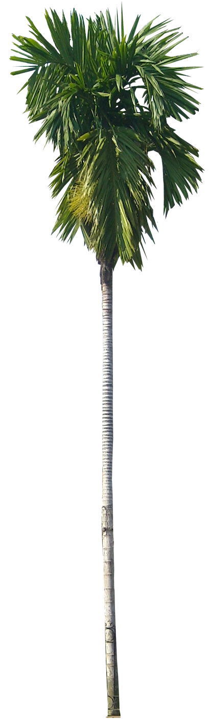 Areca Catachu (Betel, Catechu) ~ Costa Verde