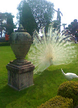 The Albino Pea Cocks