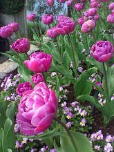 Triple Tulips on Isola Bella