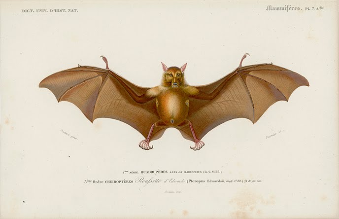 [vampire_bat.jpg]