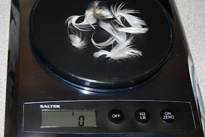 feathers on weighing scales