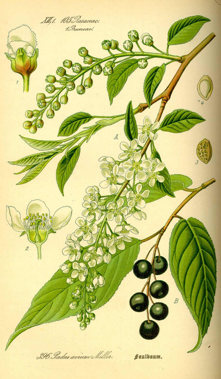 Botanical plate, Bird Cherry -