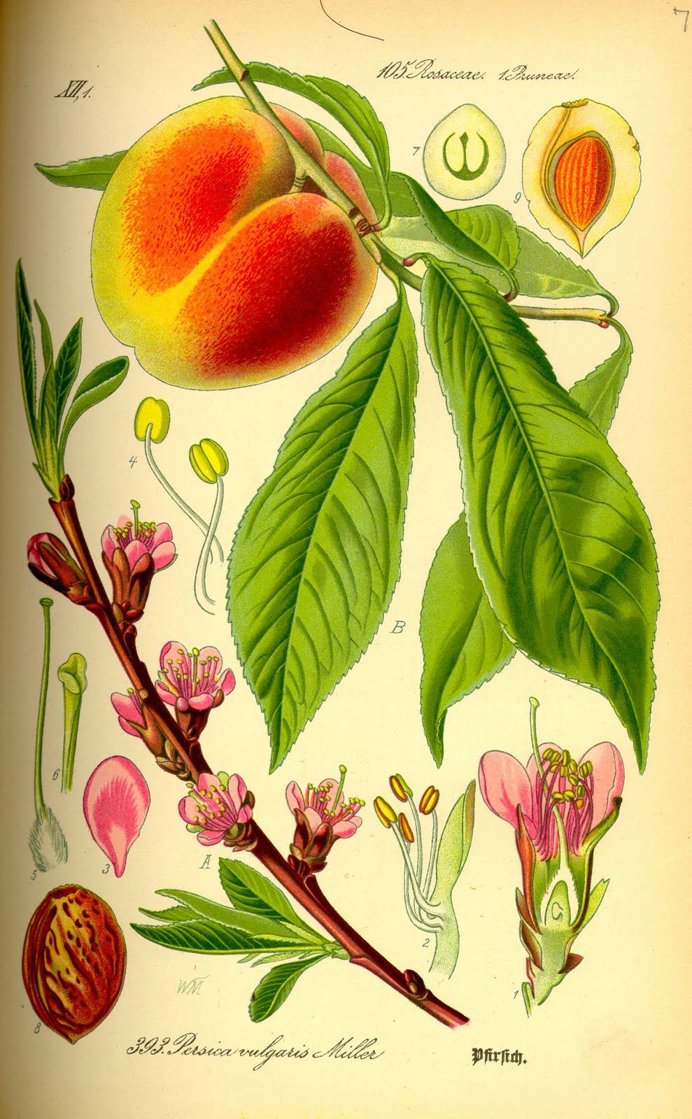 Botanical plate, Peach - 1885