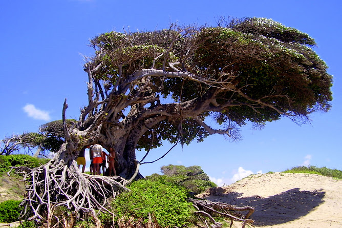 Este es El Misterioso Arbol del Amor..