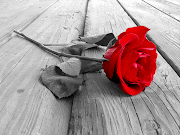 Una rosa. Hoy se celebra el día de Sant Jordi y ya sabeis que aquí en . (rosa)