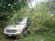 A tree on my van!