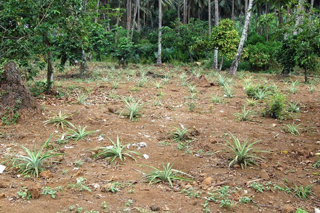 [DSC_016432544254.JPG]