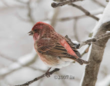 Purple Finch Male