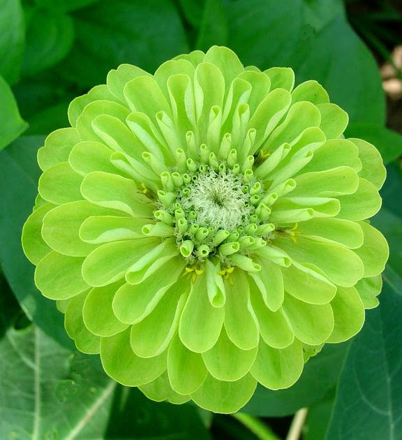 LambsQuarterGarden Green Envy Zinnia