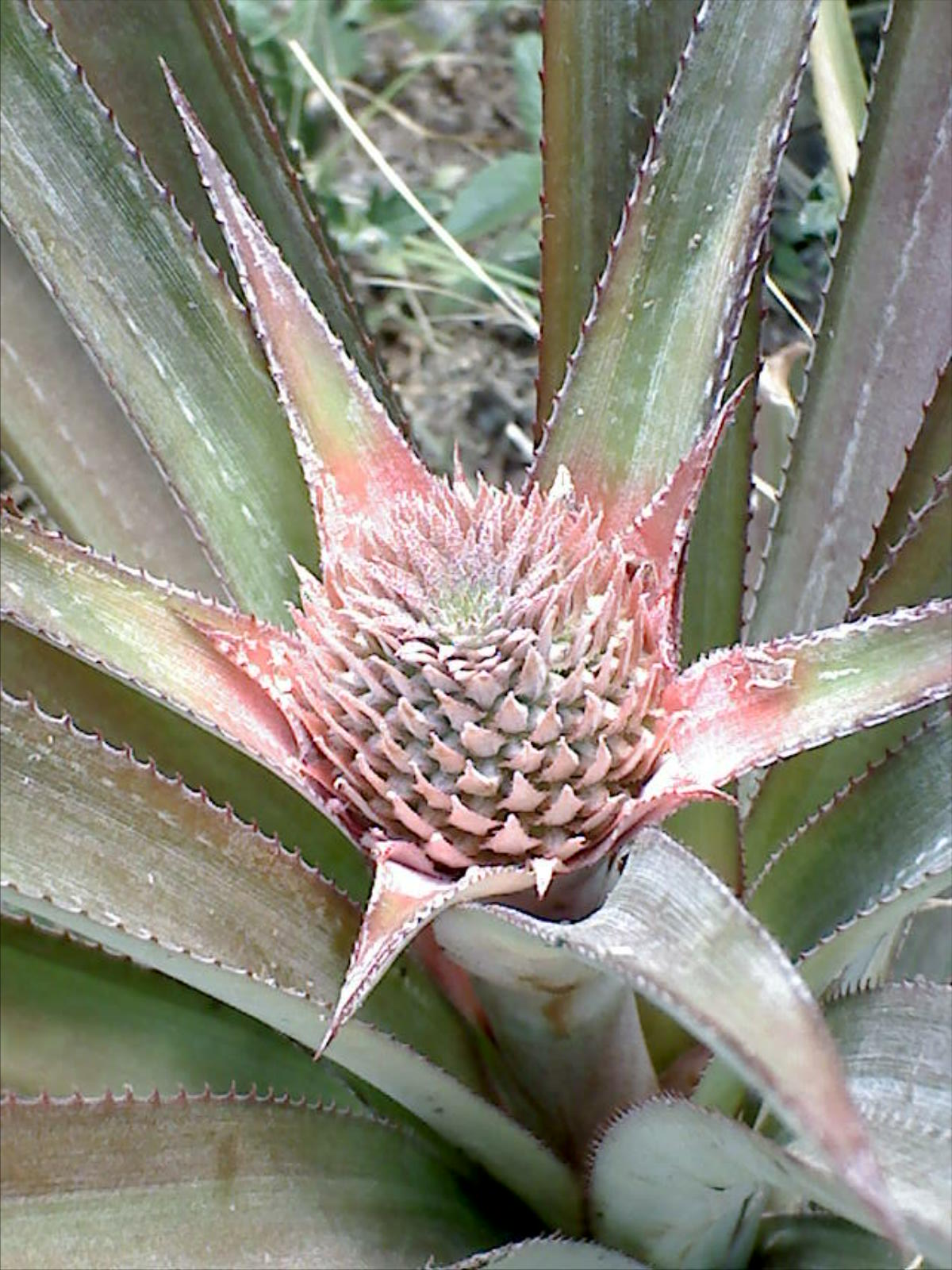 [dsc00007.jpg]