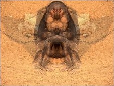 [simetriaMacacoPerplexo.jpg]