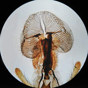 fly proboscis