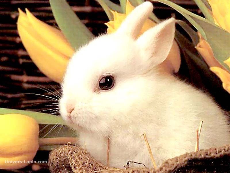 ruminances Pâté de lapin