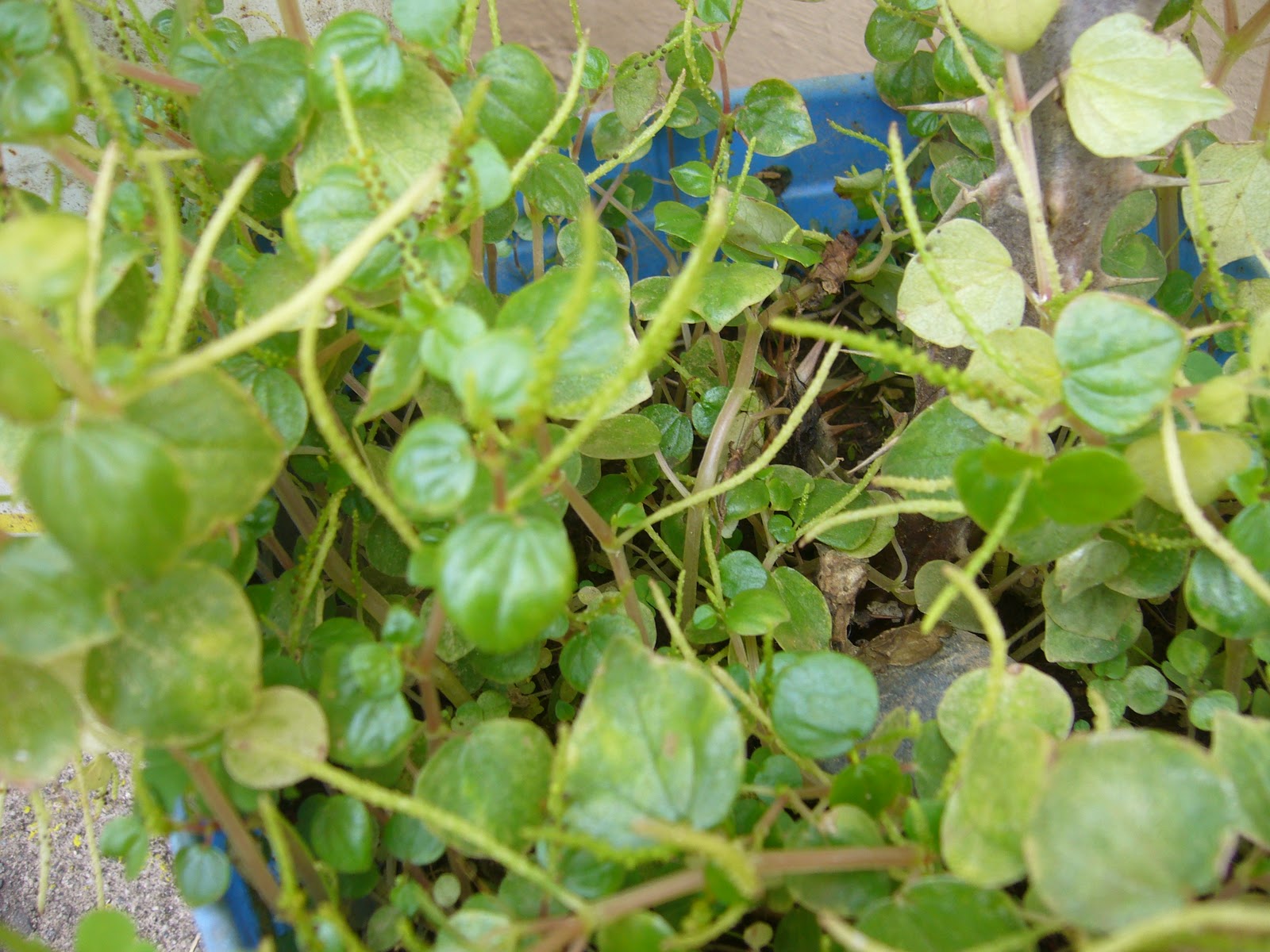 Granny'sBackyard: 01/26/11