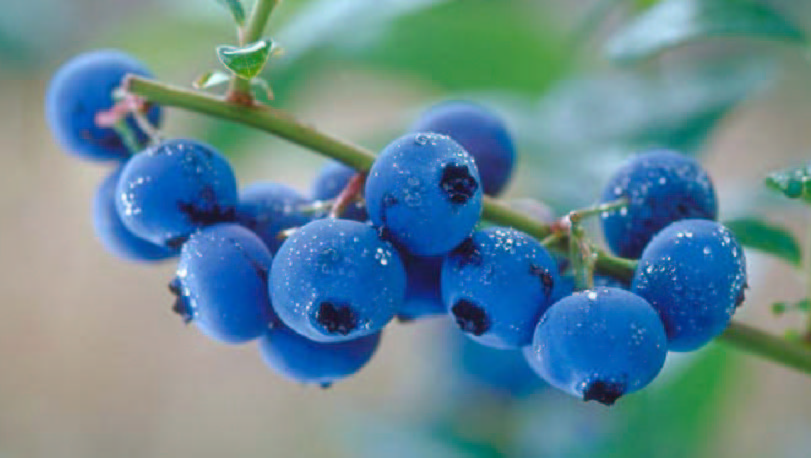 [blueberry.jpg]
