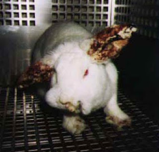 Conejo albino sometido a test Draize (Draize Skin Test).